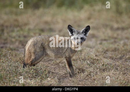 Hieb-eared Fuchs (Otocyon Megalotis), Serengeti Nationalpark, Tansania, Ostafrika, Afrika Stockfoto