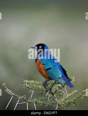 Superb Starling (Glanzstare Superbus), Serengeti Nationalpark, Tansania, Ostafrika, Afrika Stockfoto