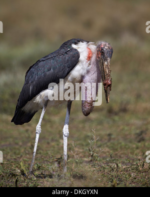 Marabou Storch (Leptoptilos Crumeniferus) mit eine volle Ernte, Serengeti Nationalpark, Tansania, Ostafrika, Afrika Stockfoto