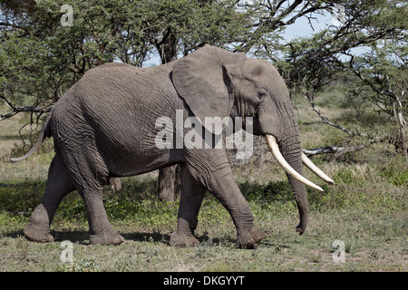 Afrikanischer Elefant (Loxodonta Africana), Serengeti Nationalpark, Tansania, Ostafrika, Afrika Stockfoto