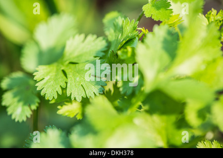 Koriander (Coriandrum Sativum) wächst im Garten Stockfoto