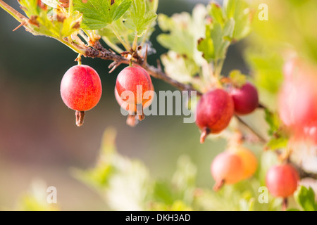 Stachelbeere (Ribes Uva-Crispa) wächst im Garten Stockfoto