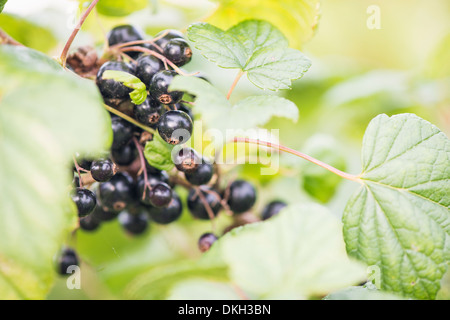 Schwarze Johannisbeeren (Ribes Nigrum) wächst im Garten Stockfoto