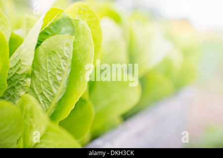 Lattich (Lactuca Sativa var. Longifolia) wächst im Garten Stockfoto