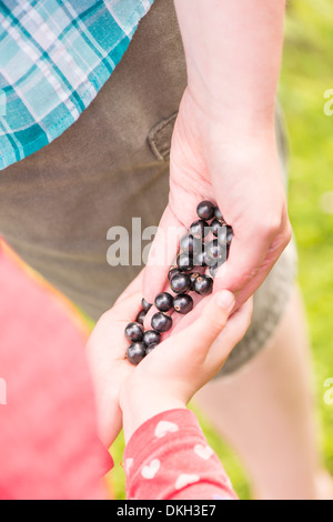 Frau und junge Kind Ernte Schwarze Johannisbeere (Ribes Nigrum) im Garten Stockfoto