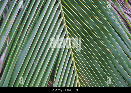 Nahaufnahme von einem Palmblatt Baum, Manaus, Amazonas, Brasilien. Stockfoto
