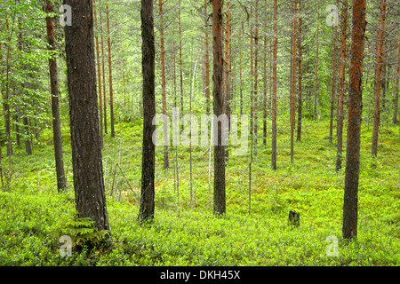 Schöne Landschaft in einem grünen, grünen Wald, Schweden. Stockfoto