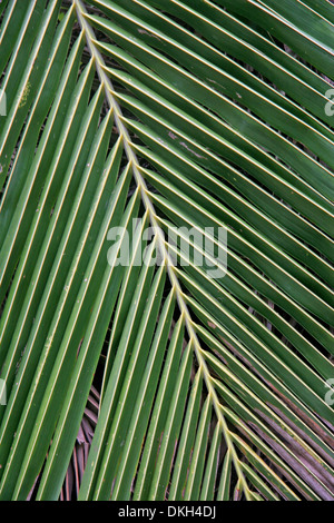 Nahaufnahme eines Palm-Baum-Blattes. Dunkelgrün, Manaus, Amazonas, Brasilien. Stockfoto