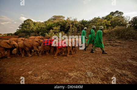 Halter führen Elefanten (Loxodonta Africana) vom Park in David Sheldrick Elephant Orphanage, Nairobi, Kenia, Afrika Stockfoto