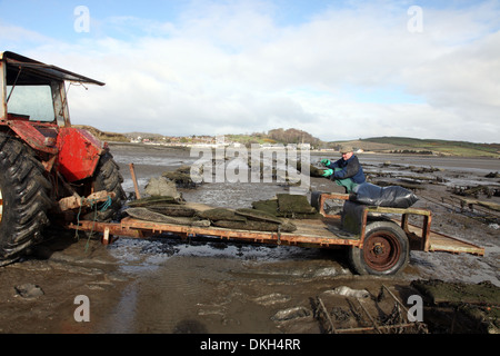 Oyster Farmer Robert Graham Ernte Dundrum Bay Austern, Co. Down, Nordirland Stockfoto