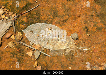 Nahaufnahme eines Skeletts eines Blattes, ruht auf der Erde. Stockfoto