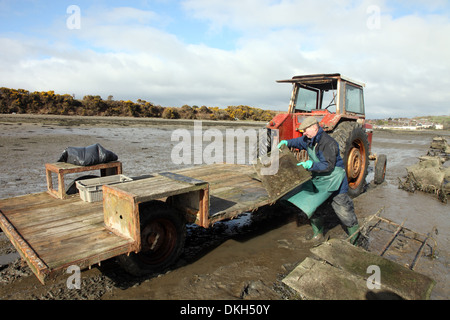 Oyster Farmer Robert Graham Ernte Dundrum Bay Austern Stockfoto