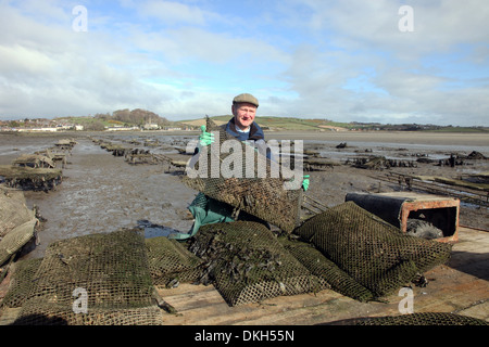 Oyster Farmer Robert Graham Ernte Dundrum Bay Austern Stockfoto