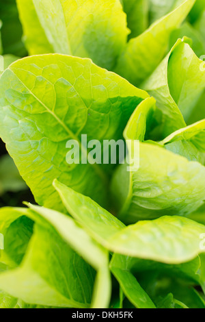Lattich (Lactuca Sativa var. Longifolia) wächst im Garten Stockfoto