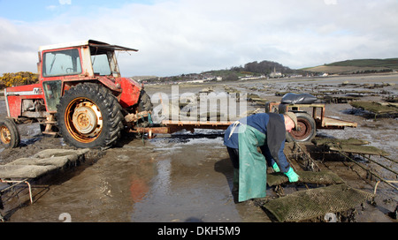 Oyster Farmer Robert Graham Ernte Dundrum Bay Austern bei Ebbe Stockfoto