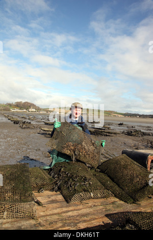 Oyster Farmer Robert Graham Ernte Dundrum Bay Austern Stockfoto