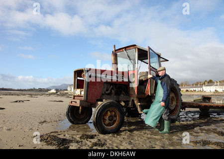 Oyster Farmer Robert Graham Dundrum Bay Austern, auf dem Weg zur Ernte seine Austern, Dundrum, County Down, Nordirland Stockfoto