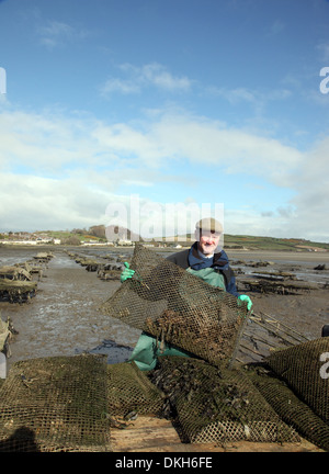 Oyster Farmer Robert Graham Ernte Dundrum Bay Austern Stockfoto