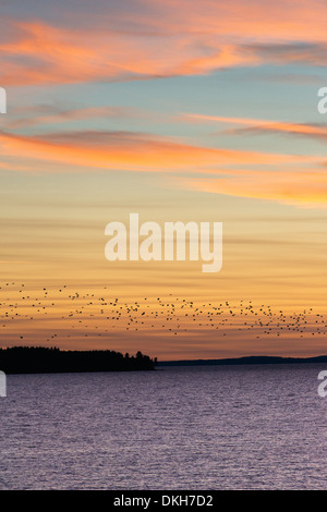 Sonnenuntergang Himmel mit einer Herde von Migration Vögel fliegen. Lake Vattern in Vadstena, Schweden Stockfoto