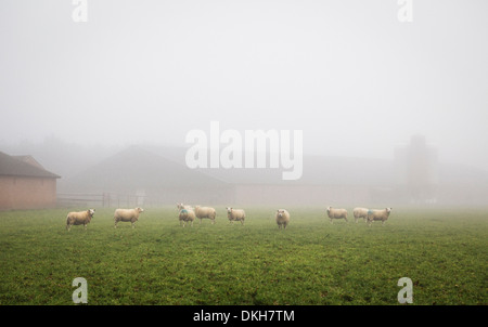 Landschaft mit Schafen vor einem Bauernhof an einem nebeligen Tag in den Niederlanden Stockfoto