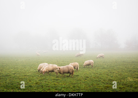 Landschaft mit paar Schafe in einer nebligen Wiese in den Niederlanden Stockfoto