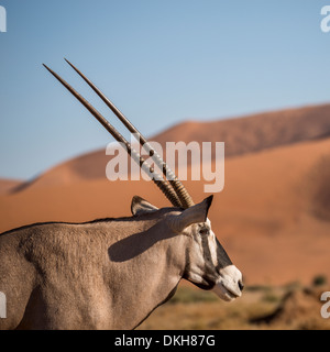 Oryx (Oryx Gazella) am Sossusvlei Dünen Namib Naukluft, Namibia, Afrika Stockfoto