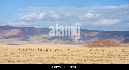 Eine große Herde von Oryx (Oryx Gazella) auf den Ebenen des NamibRand Nature Reserve, Namib-Wüste, Namibia, Afrika Stockfoto