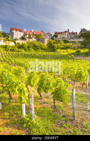 Weinberge unterhalb der Bergkuppe Dorf von Vezelay, Yonne, Burgund, Frankreich, Europa Stockfoto