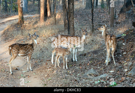 Gefleckte Rehe Familie, chital, Pench Nationalpark, Madhya Pradesh, Indien Stockfoto