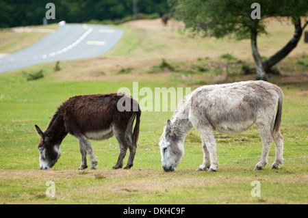 Zwei Esel Weiden in der Nähe von der Straße in der New Forest, Hampshire. Stockfoto