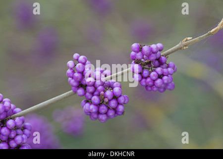 Callicarpa Bodinieri var. Giraldii 'Profusion' Stockfoto