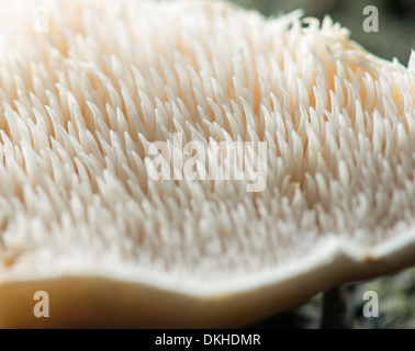 Holz-Igel Pilz: Hydnum Repandum. Unterseite mit gezahnten Kiemen. Surrey, England Stockfoto