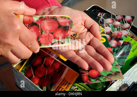 Frau schüttelt rote Beete Samen in Handfläche bereit für die Aussaat, England, Vereinigtes Königreich, West-Europa. Stockfoto