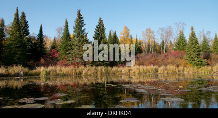 Reed mit Bäumen am Seeufer, Kenora, Lake Of The Woods, Ontario, Kanada Stockfoto