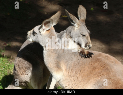Duo-Porträt von zwei roten Kängurus (Macropus Rufus), den man anscheinend Pflege der anderen Känguru Rücken Stockfoto