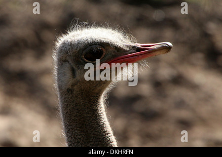 Nahaufnahme des Kopfes und der Stückliste eine gemeinsame Strauß (Struthio Camelus) in eine Zoo-Einstellung Stockfoto