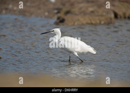 Seidenreiher (Egretta Garzetta) auf Nahrungssuche im Arm des Trocknens See Stockfoto