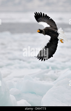 Steller der Seeadler (Haliaeetus Pelagicus) fliegen über Packeis, Rausu, Hokkaido, Japan. Stockfoto