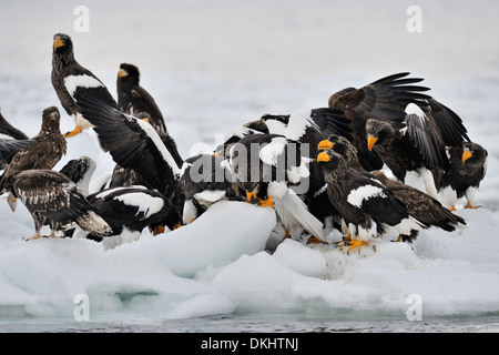 Gruppieren Sie Stellers Sea Eagles (Haliaeetus Pelagicus) zusammen auf dem Packeis, Rausu, Hokkaido, Japan. Stockfoto