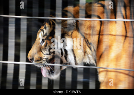 Tiger im Käfig Stockfoto