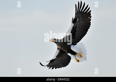 Steller der Seeadler (Haliaeetus Pelagicus) fliegen gegen blauen Himmel, Rausu, Hokkaido, Japan. Stockfoto