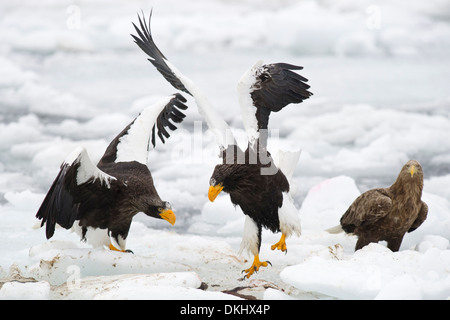Zwei Steller Seeadler und ein weißes tailed Eagle Streit über das Essen auf dem Packeis, Rausu, Hokkaido, Japan. Stockfoto