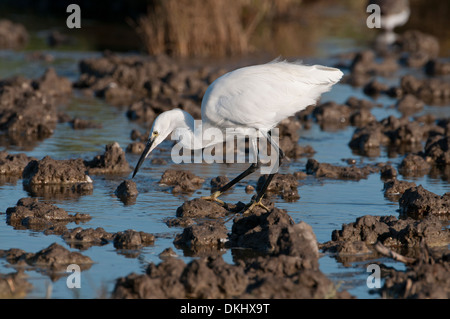 Seidenreiher (Egretta Garzetta) auf Nahrungssuche in trocknen See Stockfoto