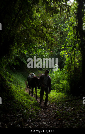 Eine Biologe trägt ein Maultier in einen Wanderweg in El Triunfo Biosphären-Reservat in den Bergen der Sierra Madre, Chiapas, Mexiko. Stockfoto