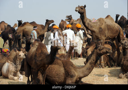 Pushkar, Indien. 20. November 2012. Die traditionelle Kamelmarkt in der Wüste in der Nähe von Pushkar, Indien, 20. November 2012. Jedes Jahr im Oktober und November, findet der Pushkar Fair oder Pushkar Mela, ein Hindu-Pilger-Festival und der weltweit größte Kamelmarkt in einem. Foto: Jens Kalaene/Dpa/Alamy Live News Stockfoto