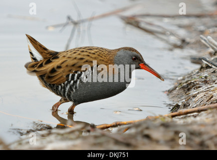 Wasser-Schiene - Rallus Aquaticus im Winter Teich Stockfoto