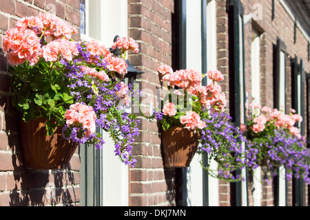 Rosa Geranien Keramik hängen an der Fassade eines Hauses Stockfoto