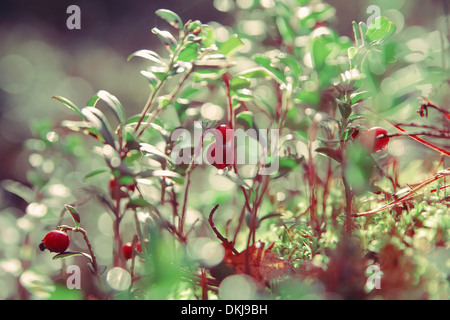 Foxberry auf einen grünen Zweig im Wald in den frühen Morgenstunden mit Wasser Tropfen Stockfoto