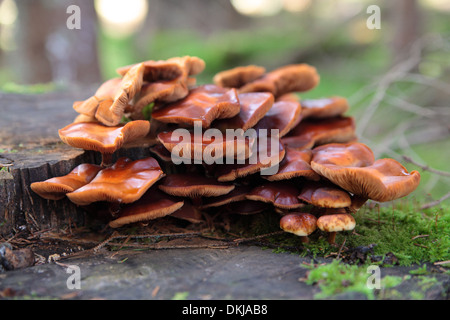 Pilze wachsen auf einem Baumstumpf. Stockfoto