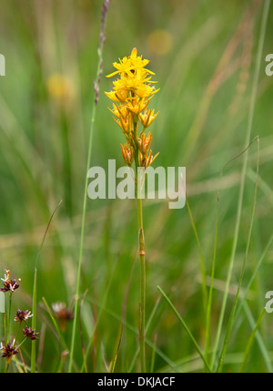 Wilde Beinbrech wachsen wild in der Nähe von Grasmere, Cumbria, England. Stockfoto